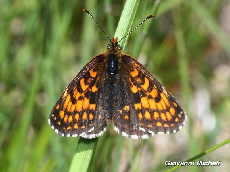 Melitaea...? Melitaea diamina - Nymphalidae